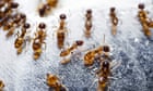 Scientific body given just $100,000 a year to fight deadly fire ants, Senate inquiry told