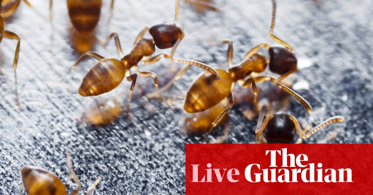 Fire Ants Detected Across Central Queensland, Raising Biosecurity Concerns
