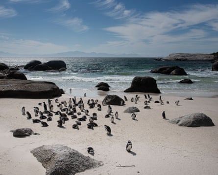 A penguin colony on a sandy beach dotted with boulders.
