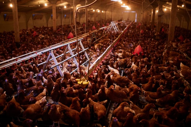 The first chicken flock in the UK sourced from eggs using the Respeggt system