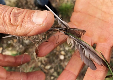 Feathers from a warbler trapped by glue