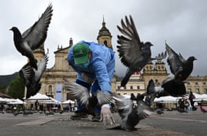 A vet feeds rock doves or common pigeons (Columba livia) to catch them and take them to be sterilized, at Plaza Bolivar in Bogota, Colombia. The local government implemented a pigeon sterilization campaign to reduce overpopulation, prevent diseases, and ensure responsible management of this species in urban environments