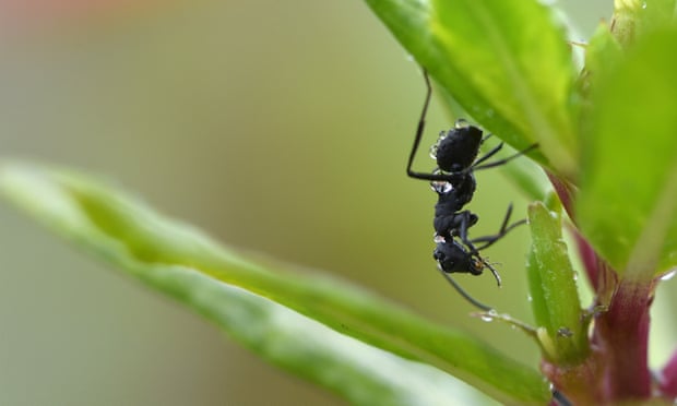 A black garden ant eats an insect in Nepal