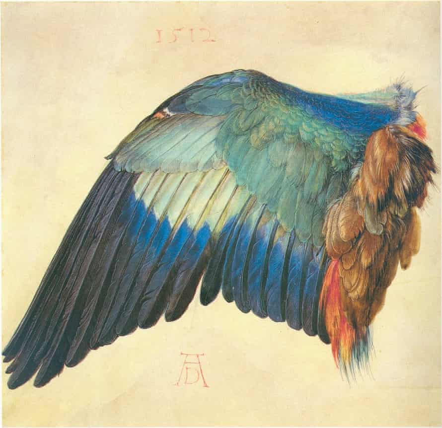 Wing Blue Roller by Albrecht Durer (c1512), after Albert and the Whale by Philip Hoare