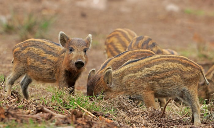 Driver Dies In Crash With Wild Boar On M4 Telegraph