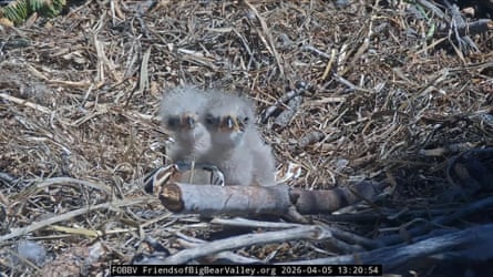 The hatchings of two bald eagle chicks
