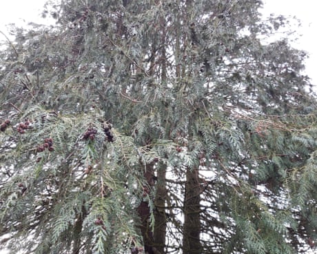 Country diary: There’s a monster looming over our garden | Gwyneth Lewis