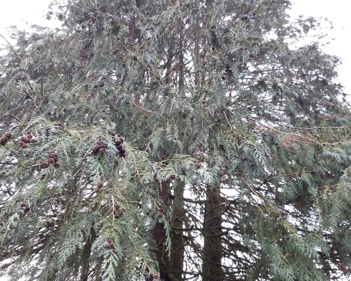 Country diary: There’s a monster looming over our garden | Gwyneth Lewis