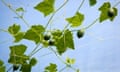 Cucamelons on vine