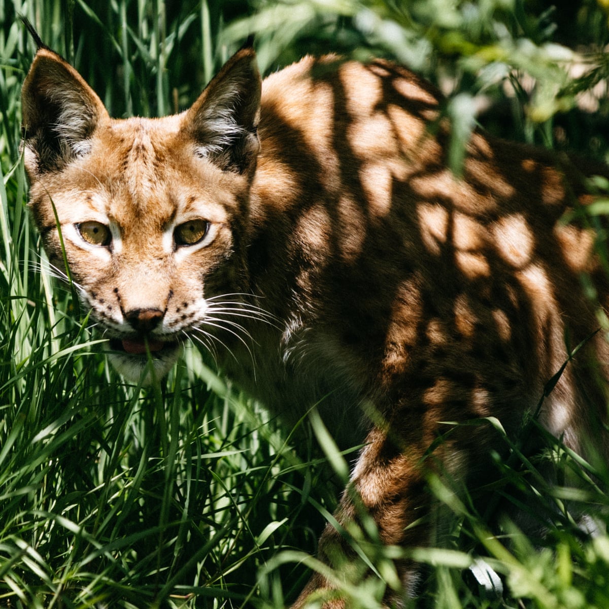 Rewilding: should we bring the lynx back to Britain? | Wildlife | The  Guardian