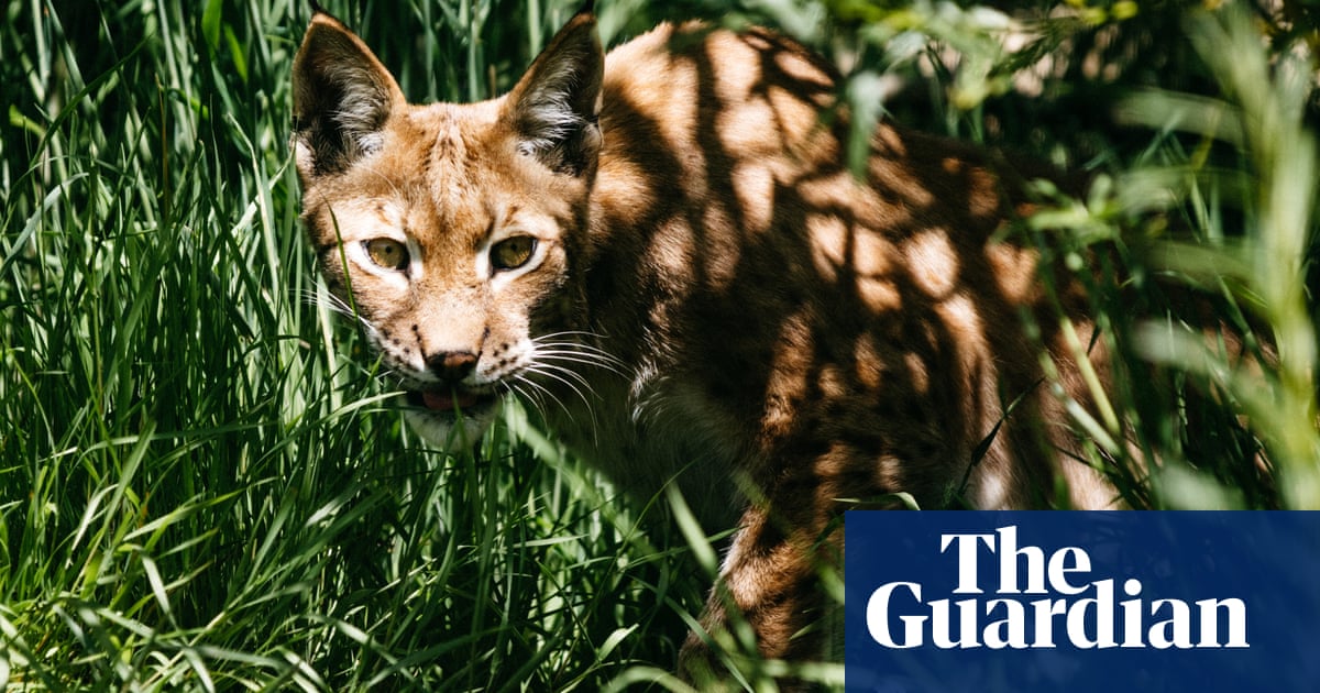 Reintroducing the big cats could control deer numbers and enrich ecosystems but farmers and the public need reassurance, say experts T  he maverick re