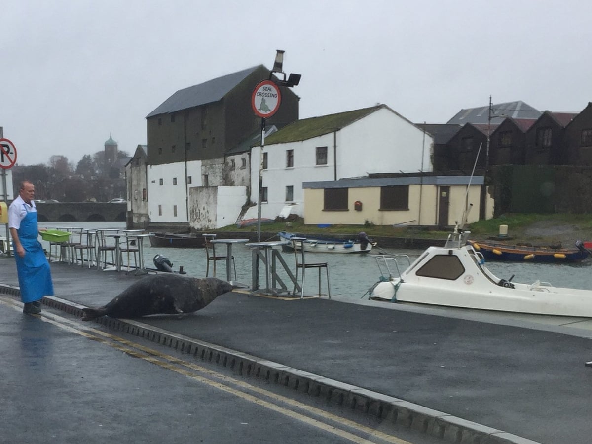 Sammy The Seal The Wicklow Resident Whose Fishing Trips Keep Going Viral Animals The Guardian