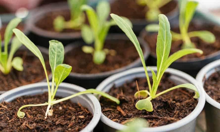 Mibuna seedlings.