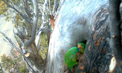 Australia's swift parrot has been put under more stress since logging was permitting in key breeding grounds in Tasmania, says conservation group Environment Tasmania.