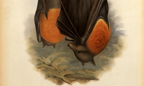 One of the ways the grey-headed flying fox drinks is to skim the surface of a river or pond, so that its fur gets wet. It then licks up the droplets.