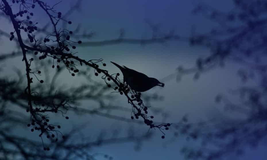 Silhouette of a Redwing (Turdus iliacus) eating berries at dusk