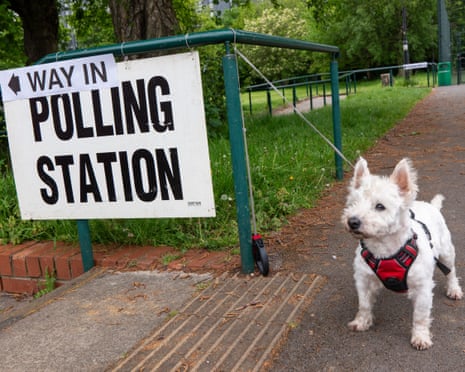 A white West Highland Terrier in a red harness stands on a path beside a polling station sign.