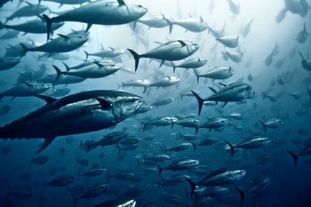 A big group of yellowfin tuna in the ocean.