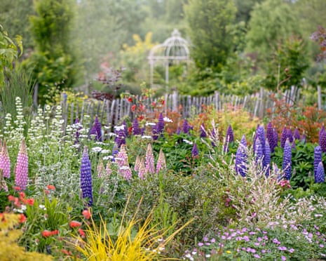 Lupins in a herbaceous spring border with a rustic fence and a pergola