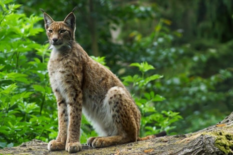 The lynx effect: are sheep farmers right to fear for their flocks? |  Wildlife | The Guardian