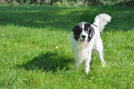 A white dog with black ears in a grassy field.