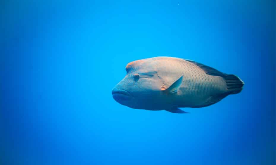 The humphead wrasse (Cheilinus undulatus) at the Rowley Shoals archipelago off Western Australia.