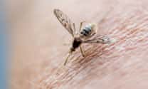 Mosquito early warning app detects the insects from their buzz