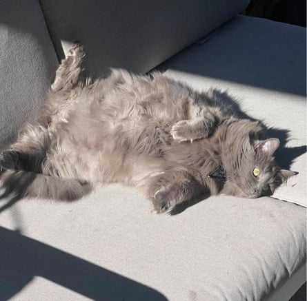 Freyja the cat