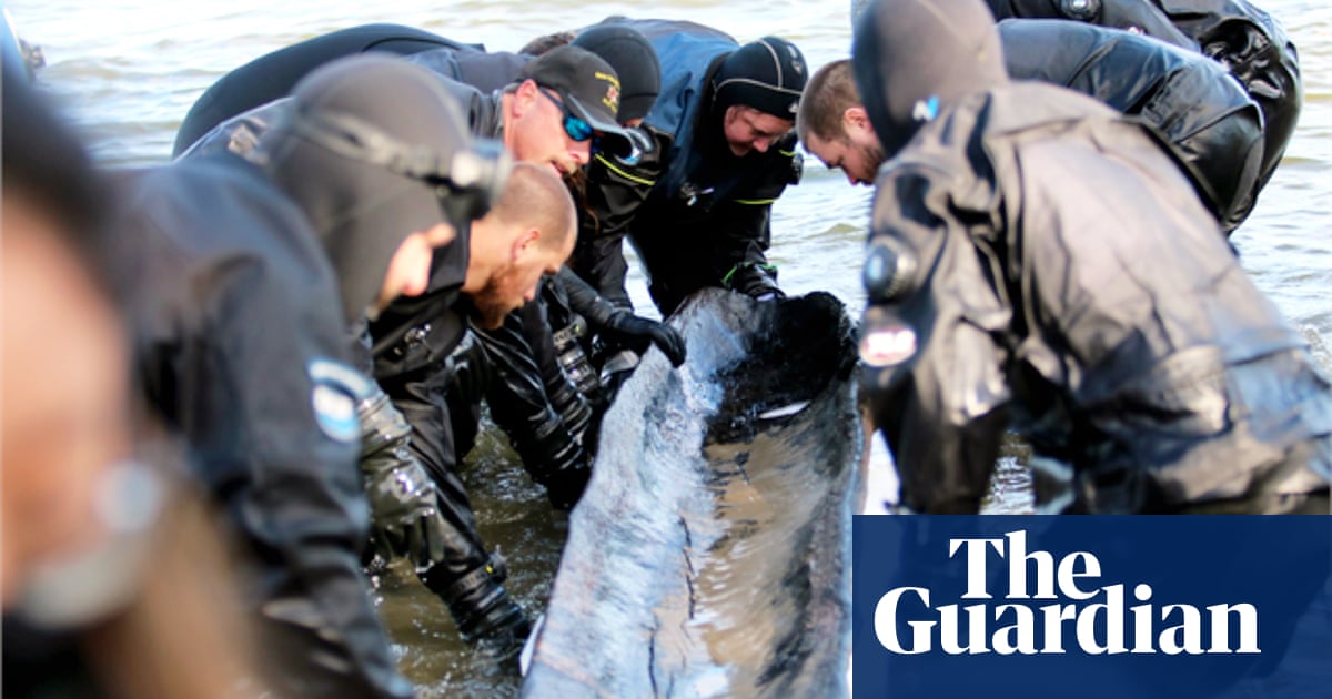 ‘Extraordinarily rare’: intact 1,200-year-old canoe recovered from Wisconsin lake