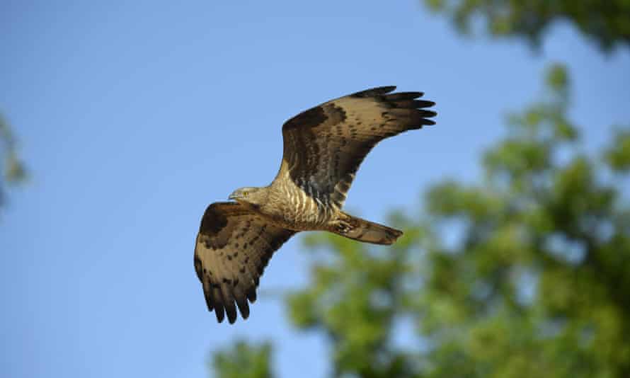 Surefire French Learning Package. 7 Honey-buzzard - Pernis apivorus