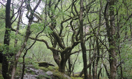 The Gwenffrwd-Dinas RSPB reserve is 600 hectares of Atlantic oak woodland.