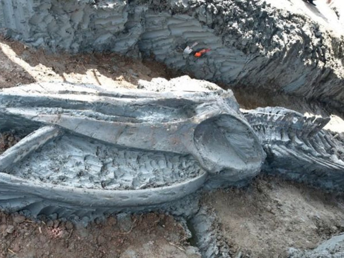 Ancient whale skeleton found in Thailand holds clues to climate change | Whales | The Guardian
