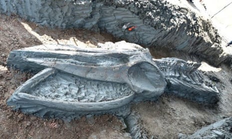 The rare whale skeleton discovered in Thailand