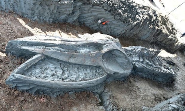 Ancient whale skeleton found in Thailand holds clues to climate change | Whales | The Guardian