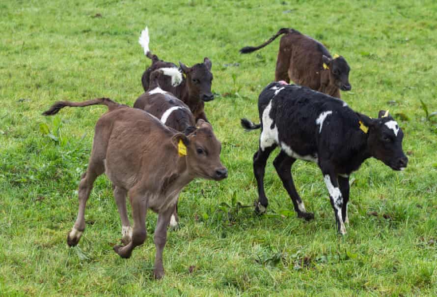 New calves out of the barn for the first time