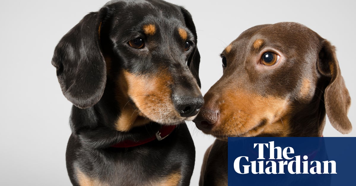 The owners putting pets on vegan diets: 'We feed our animals without  exploiting others' | Pets | The Guardian