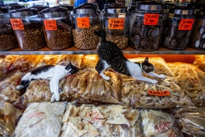 Cats stretch out across bags of dried seafood in a shop in the Sheung Wan district of Hong Kong, ready to celebrate International Cat Day, 8 August