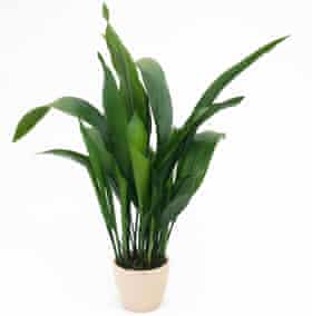 Aspidistra elatior.