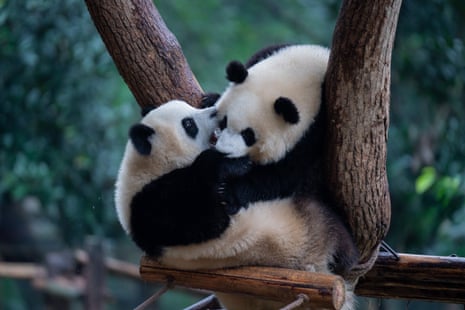 Two pandas hugging as they sit in a tree
