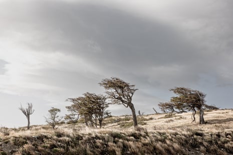 A line of trees shaped by the wind against a grey sky