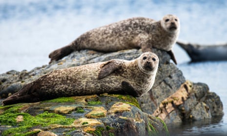 Common seals resting on rocks in the Shetland Islands, Scotland