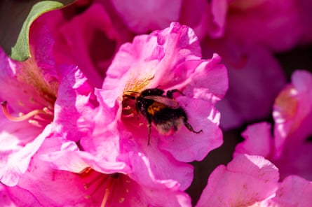 A bee collects pollen on a rhododendron flower.