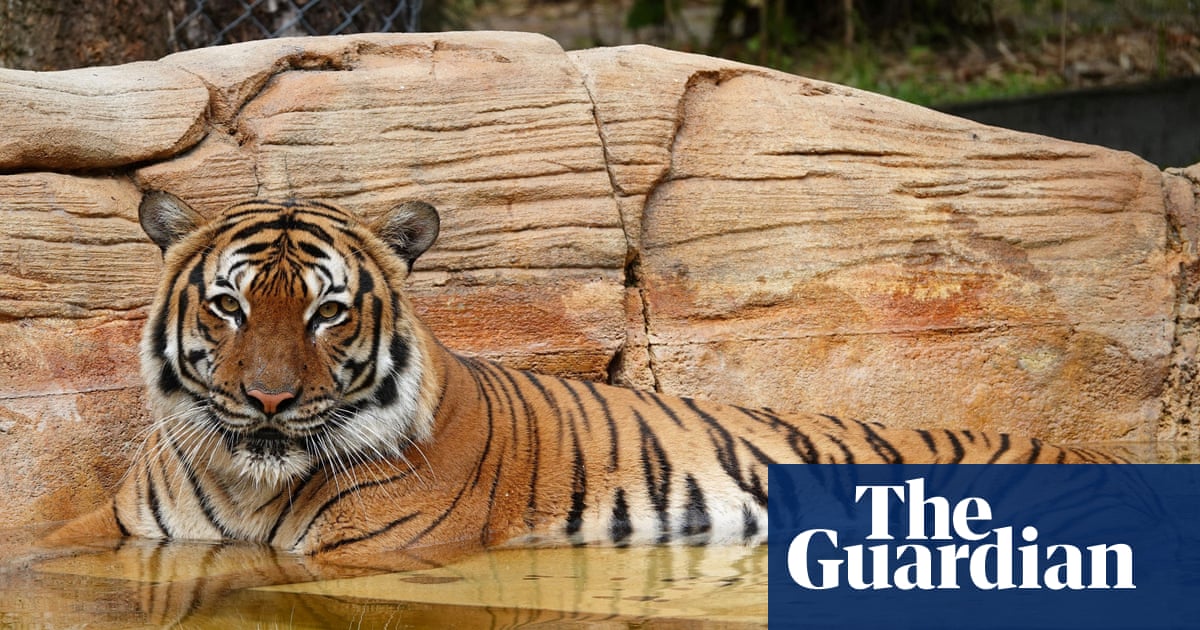 Critically endangered tiger fatally shot at Florida zoo after biting man’s arm