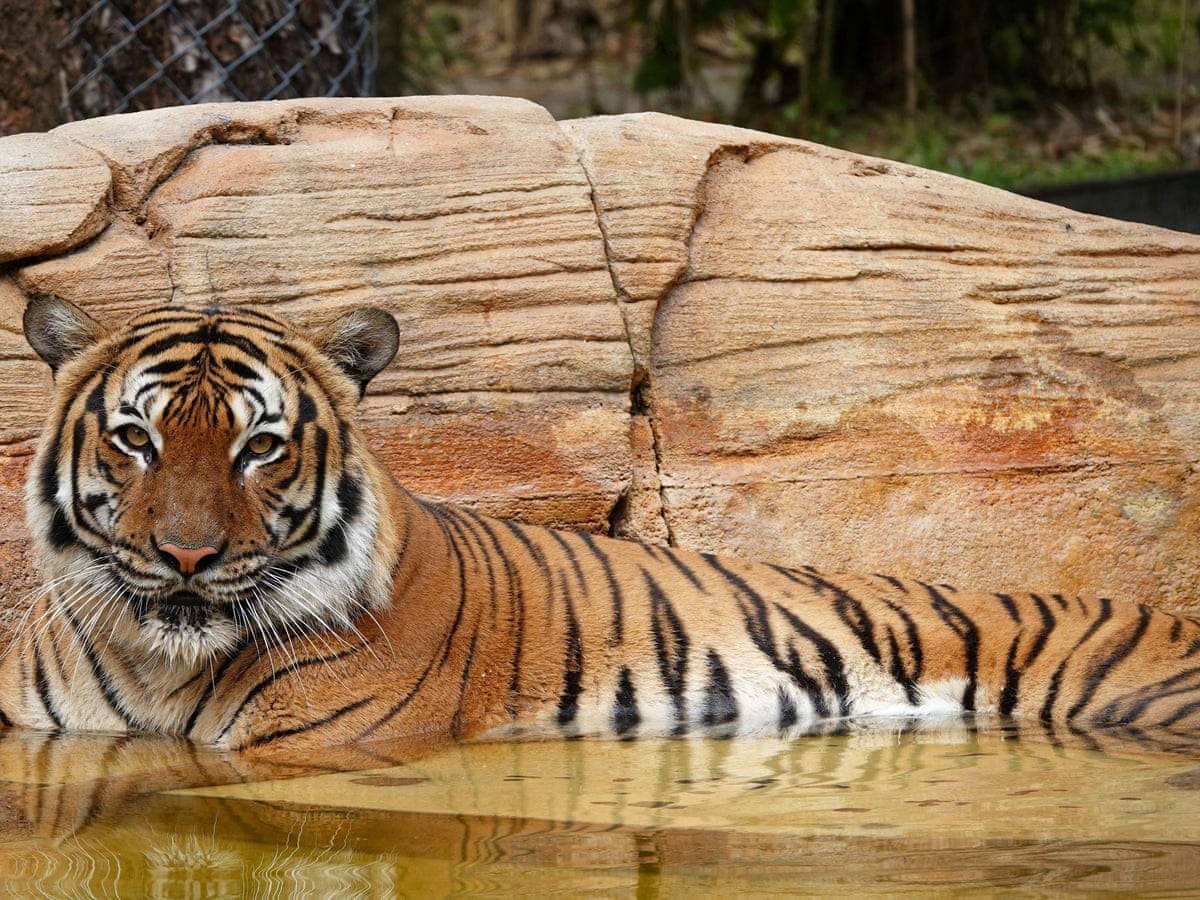 Critically endangered tiger fatally shot at Florida zoo after biting man's arm | Florida | The Guardian Critically endangered tiger fatally shot at Florida zoo after biting man's arm | Florida | The Guardian