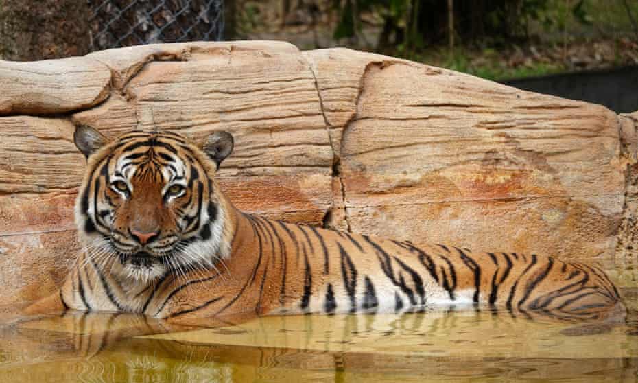 Eko, the eight-year-old tiger who was killed after biting the arm of a man who entered an unauthorized area of the enclosure.
