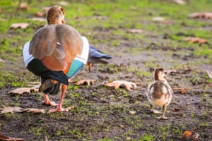 The week in wildlife – in pictures 3 A family of Egyptian geese go for a walk in St James’s Park, London