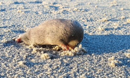 A De Winton’s golden mole on the dunes in South Africa