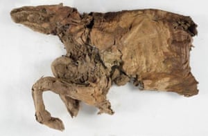 Mummified remains of an ancient caribou.