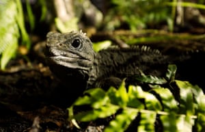 The sole surviving member of an ancient lineage of reptiles which flourished on Earth during the Jurassic period, tuatara are uniquely specialised to the temperate climate of New Zealand.