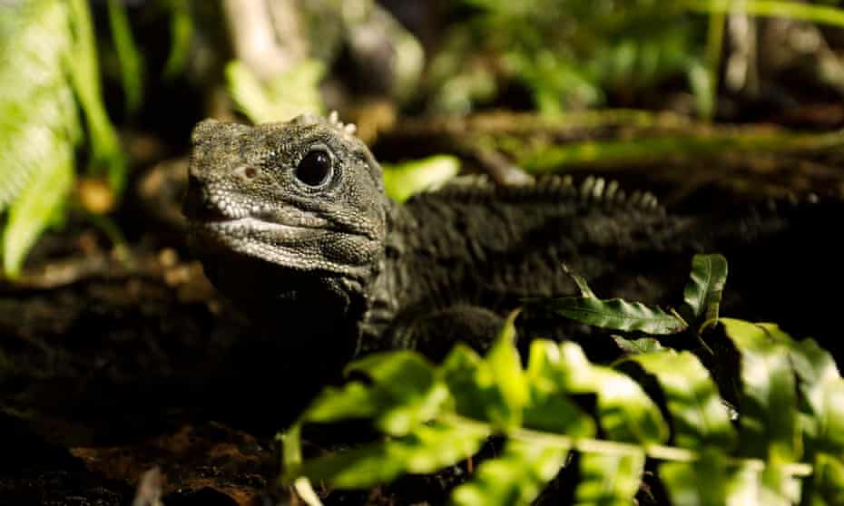Tuatara are uniquely specialised to the temperate climate of New Zealand today